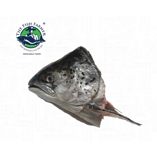 Frozen Salmon Fish Head 600800G